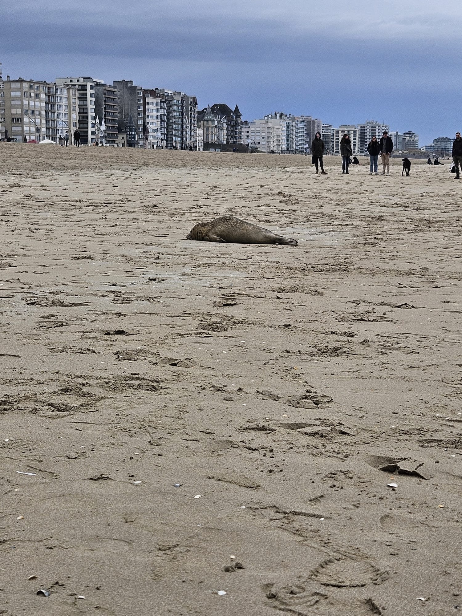 Phoque qui fait une sieste